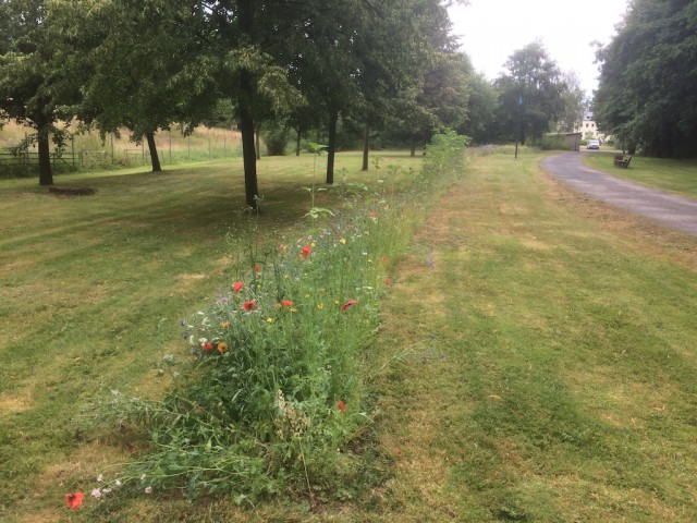 Bloemrijke strook langs een gemaaid park in Dobitschen